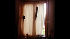 Cat tries to climb curtain and falls