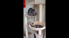 Cat fight