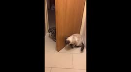 Cats hiding behind door playing