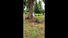 Florida couples uses pet alligator for gender reveal party