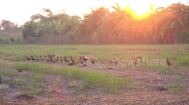 Ducks in the paddy fields from sunrise until sunset in Thailand.