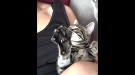 Kitten kneads the air