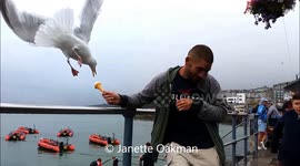 Seagull steals ice cream from man in St Ives, Cornwall
