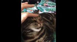 How to make a cat yawn