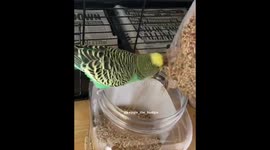 Reggie the budgie loves his seeds