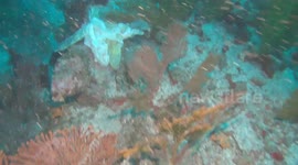 Galapagos ecotourism takes a toll on local marine life.