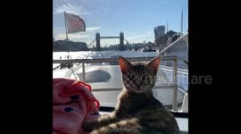 Adorable kitten goes sightseeing in London