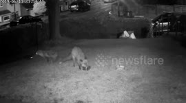 8 Foxes Run Amok Whilst a Hedgehog Casually Eats His Dinner