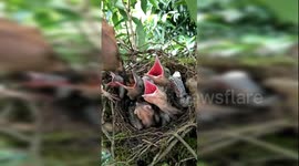 Watch as a Eurasian jay feeds its 5 babies in China