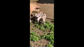 A terrified girl admits a