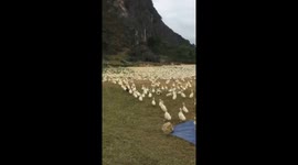 Thousands of ducks move in an orderly manner to eat food