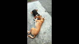 Two stray dogs in India have adorable friendly tussle