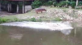 Hippos dive into pond to cool off from scorching heat at Thai zoo