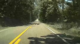 Bear with us! Mama bear and four cubs make driver wait as they dash across US road