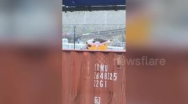 Ruthless seagull attempts to swallow an entire live pigeon in one go