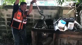 Wild python caught after eating pet rabbit