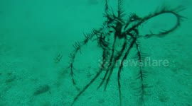 Diver encounters rare feather-like starfish off Croatia