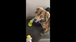 Determined dog opens drawer for treats