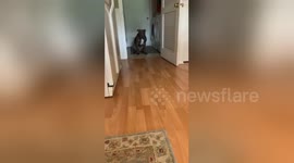 'Why are you so afraid?' US dog is terrified of stepping on kitchen floor