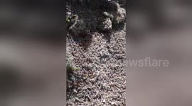 Huge swarms of locusts infest Italy's west coast