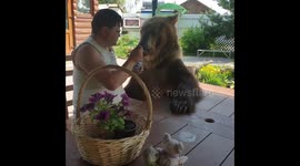 Happy bear shares yogurt with his owner in Russia