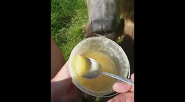 Bear and honey