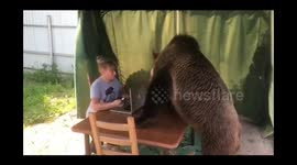 Bear watching its owner working