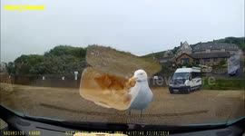 Hungry seagull attempts to eat chips through car window screen