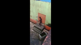 Thin Sun Bear scratching its itches Using Door Surface