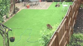 Stray fox loves him some astro turf!