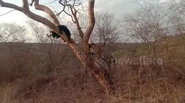 Baloo chases off Shere Khan! Bear and tiger in rare standoff in India