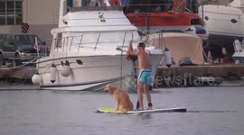 Adventurous labrador goes paddle boarding with owner in Malta