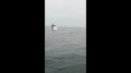 Humpback whale breach