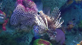 Aquatic Scenes in 4K