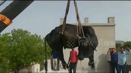 Bull removed from roof of family home with crane