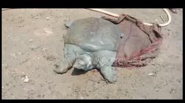 Rare 42kg tortoise rescued from highway construction site in east India