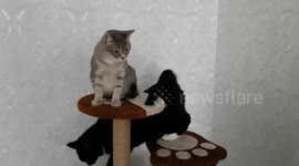 Grey cat doesn't expect that