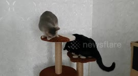 Cats fighting