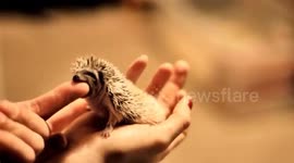 Hedgehog enjoying the taste and then a little tickle, before self Anointing and being joined by his buddy at the end.