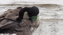 A Canada goose at Toronto waterfront looking rather uncomfortable with a tracking band in it's neck