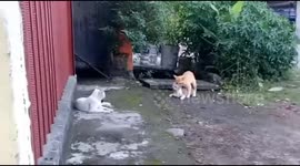 a male cat pouts to see a female cat making love to another male cat
