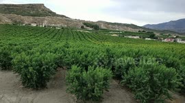 peach from Cieza Murcia