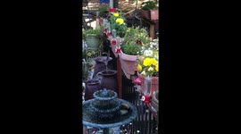 Curious hummingbirds line up to drink from feeders in California