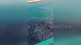 Tourists amazed as whale shark breaches inches from their boat off the Philippines