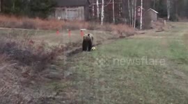 Dad catches brown bear playing with son's football in Sweden
