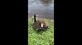 Mother Goose and Ducklings