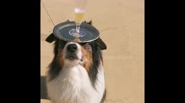 Pup some bubbly: Adorable dog expertly serves champagne