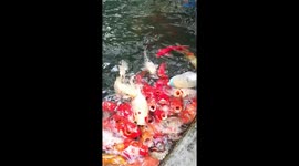 Zoo visitors in central China use a baby bottle to feed school of fish
