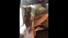 Kitty Purry? US cat gets auto-tuned as he meows into a microphone