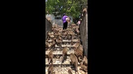 Monkeys scramble up the stairs for dinner